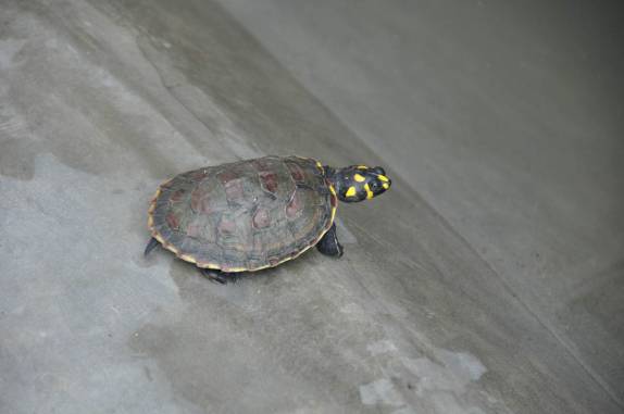 Uma pequena tartaruga no criadouro do Hato El Cedral, na região dos llanos, na Venezuela